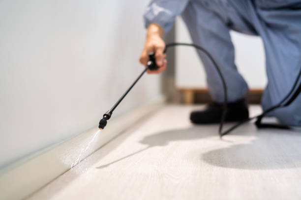 Licensed Ant Control service in Alexandria, VA - Nex Pest Control